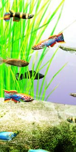 AQUAZONE XPẼ_J{PACK