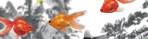 AQUAZONE XP 金魚本体PACK