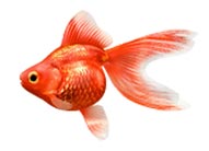 金魚【学名Carassius auratus var.】