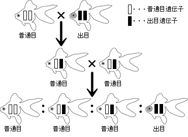 褪色と遺伝