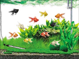 可愛がるたびに、なついてくる魚たち
