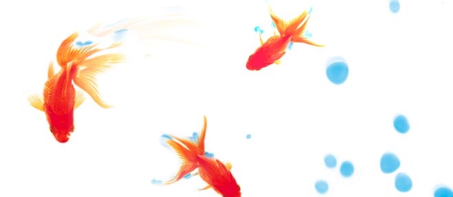 AQUAZONE  XP {PACK
