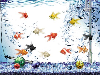 金魚本体PACK水槽