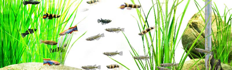 AQUAZONE XP 世界のメダカ本体PACK