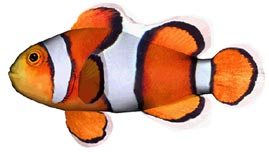 カクレクマノミ
