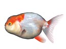 `EiTTj