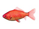Liԁj